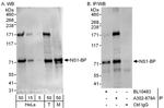 NS1-BP Polyclonal Antibody