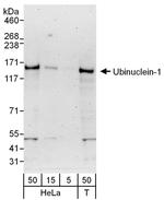 Ubinuclein-1 Polyclonal Antibody