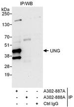 UNG Polyclonal Antibody