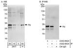 Aly Antibody in Western Blot (WB)