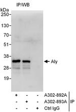 Aly Antibody in Immunoprecipitation (IP)