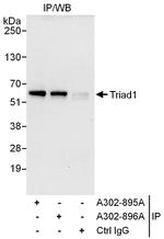 Triad1 Polyclonal Antibody