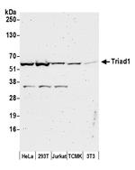 Triad1 Polyclonal Antibody