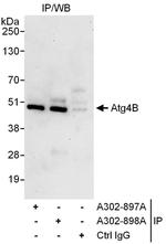 Atg4B Polyclonal Antibody