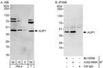 AUP1 Antibody in Western Blot (WB)