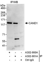 CAND1 Polyclonal Antibody
