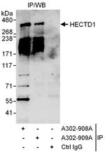 HECTD1 Polyclonal Antibody