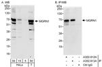 MGRN1 Polyclonal Antibody