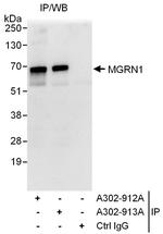 MGRN1 Polyclonal Antibody
