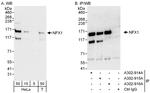 NFX1 Polyclonal Antibody