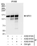 NFX1 Antibody in Immunoprecipitation (IP)