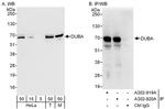 DUBA Polyclonal Antibody