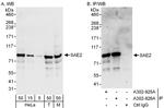 SAE2 Antibody in Western Blot (WB)