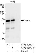 USP8 Polyclonal Antibody