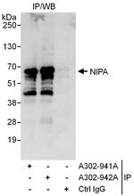 NIPA Polyclonal Antibody