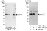 SUGT1 Polyclonal Antibody