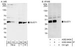 SUGT1 Antibody in Western Blot (WB)