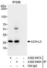 UCH-L3 Polyclonal Antibody
