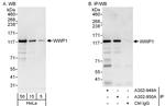 WWP1 Polyclonal Antibody