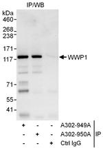 WWP1 Polyclonal Antibody