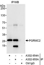 PGRMC2 Polyclonal Antibody