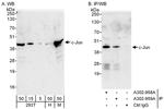 c-Jun Antibody in Western Blot (WB)