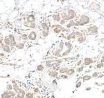 DGKzeta Antibody in Immunohistochemistry (Paraffin) (IHC (P))