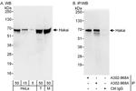 Hakai Polyclonal Antibody