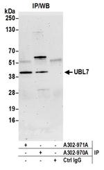 UBL7 Polyclonal Antibody