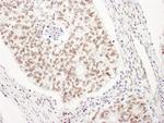 UBL7 Antibody in Immunohistochemistry (Paraffin) (IHC (P))