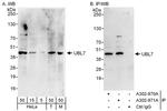 UBL7 Antibody in Western Blot (WB)