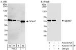 DDX47 Polyclonal Antibody