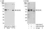 DDX56 Antibody in Western Blot (WB)
