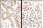 eIF2B delta/EIF2B4 Antibody in Immunohistochemistry (Paraffin) (IHC (P))