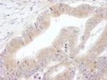 eIF3E Antibody in Immunohistochemistry (Paraffin) (IHC (P))