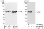 eIF3E Antibody in Western Blot (WB)