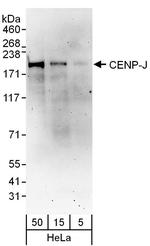 CENP-J Polyclonal Antibody