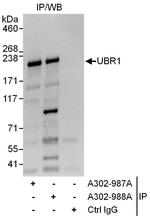 UBR1 Polyclonal Antibody