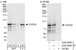 CCDC8 Antibody in Western Blot (WB)