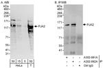 PJA2 Polyclonal Antibody