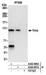 Varp Polyclonal Antibody