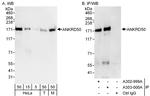 ANKRD50 Polyclonal Antibody