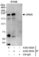 ARMS Antibody in Immunoprecipitation (IP)