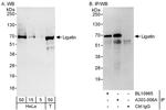 Ligatin Antibody in Western Blot (WB)