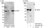 TRM6 Polyclonal Antibody