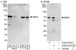 FBP3 Polyclonal Antibody