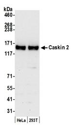 Caskin 2 Polyclonal Antibody