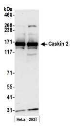 Caskin 2 Polyclonal Antibody