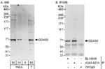 DDX55 Antibody in Western Blot (WB)