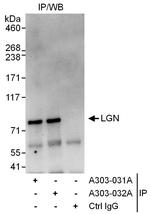 LGN Polyclonal Antibody